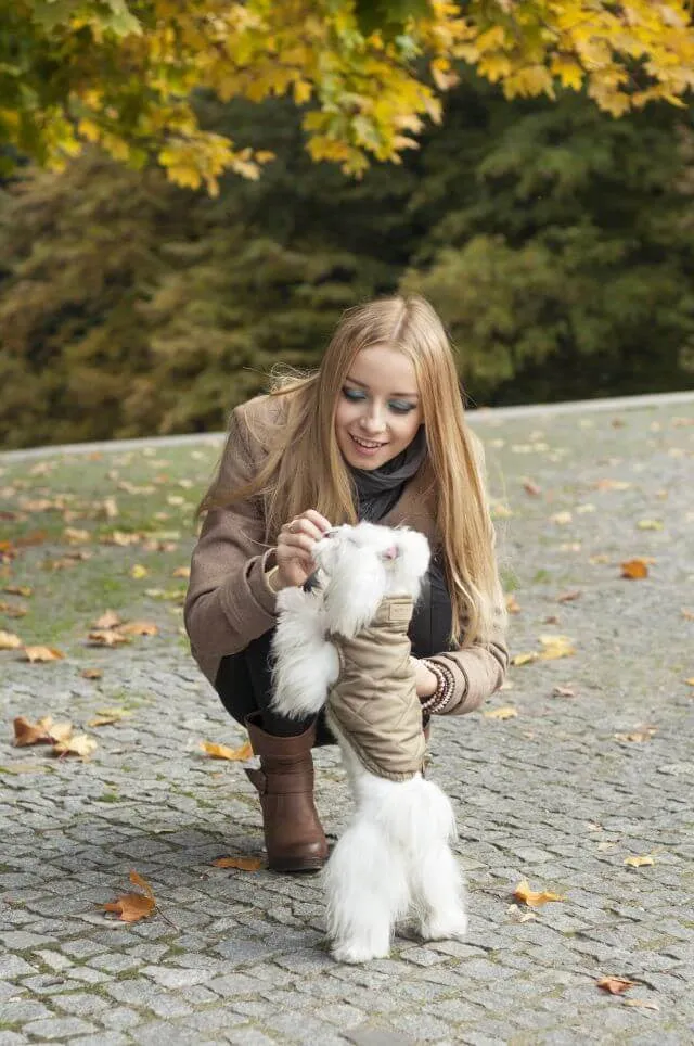 Spirit Dog Jacket (Gold)