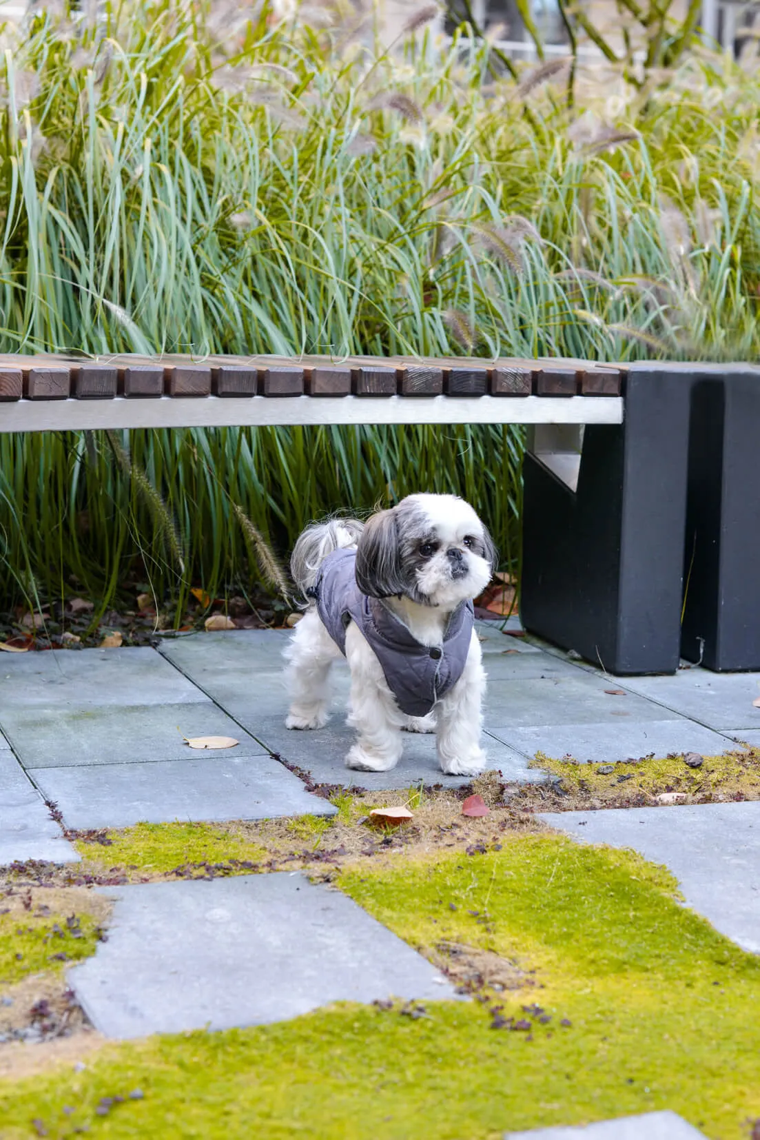 Spirit Dog Jacket (Red)